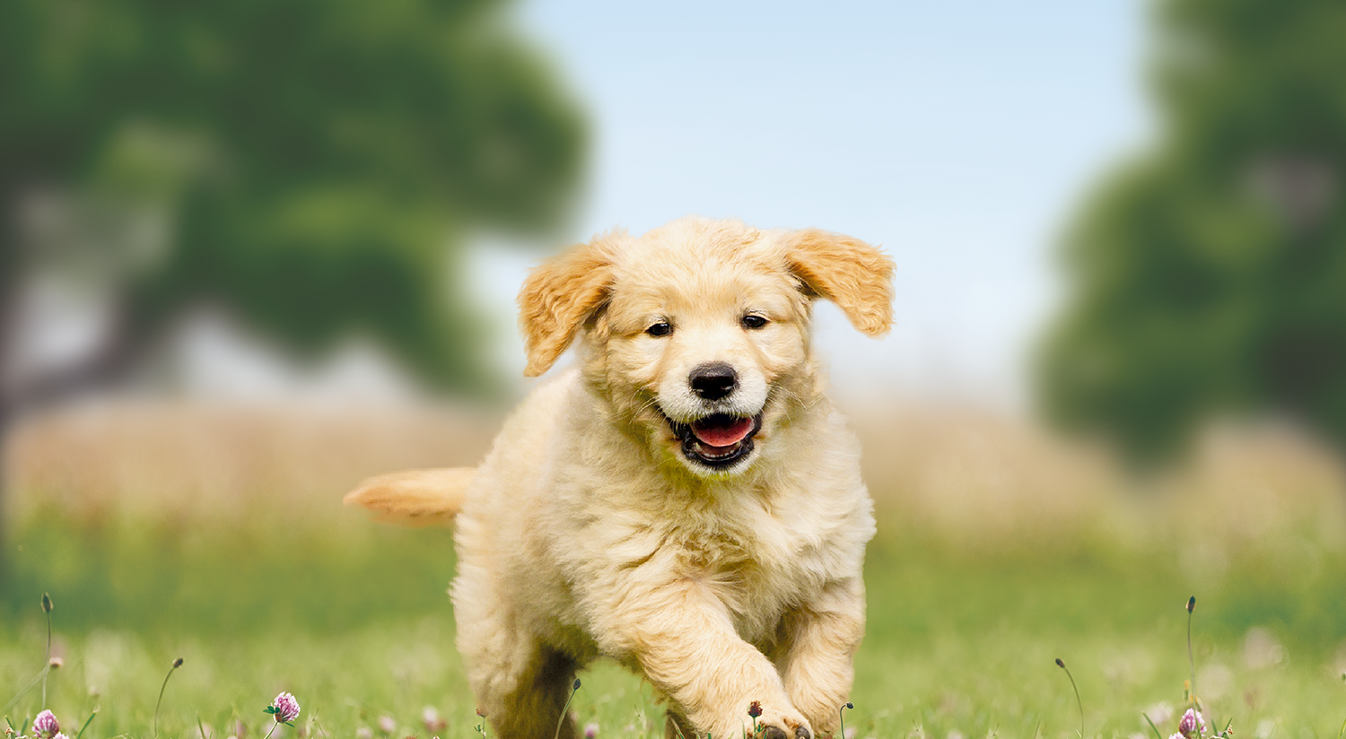 Droog hondenvoer brokken voor opgroeiende pups van grote rassen